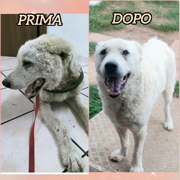 Adozione Del Cuore Per Ghost