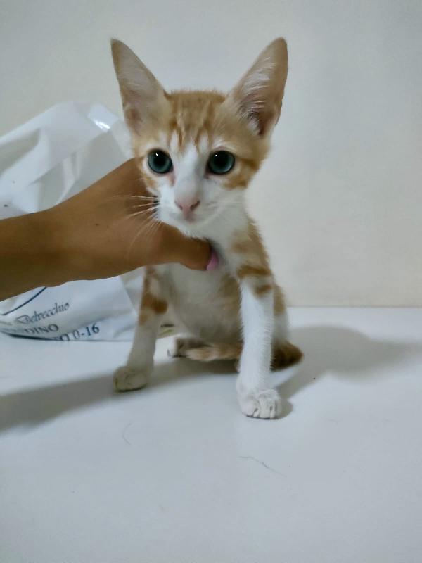 Mango Splendido Dolce Gattino Cerca Famiglia 