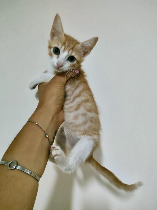 MANGO SPLENDIDO DOLCE GATTINO CERCA FAMIGLIA  Foto 2