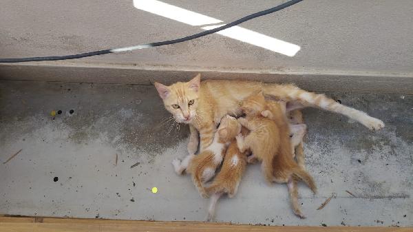 MANGO SPLENDIDO DOLCE GATTINO CERCA FAMIGLIA  Foto 3