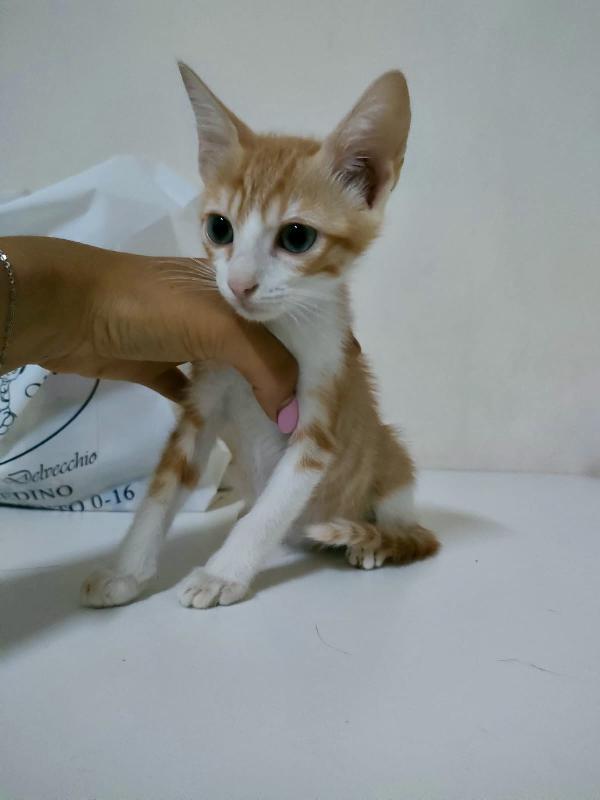 MANGO SPLENDIDO DOLCE GATTINO CERCA FAMIGLIA  Foto 4