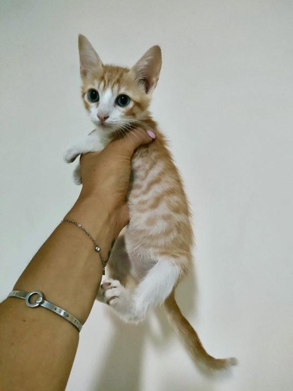 MANGO SPLENDIDO DOLCE GATTINO CERCA FAMIGLIA  Foto 5