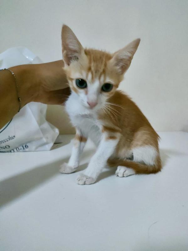 MANGO SPLENDIDO DOLCE GATTINO CERCA FAMIGLIA  Foto 6