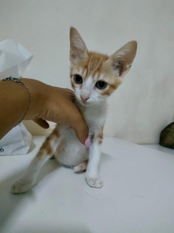 MANGO SPLENDIDO DOLCE GATTINO CERCA FAMIGLIA  Foto 7