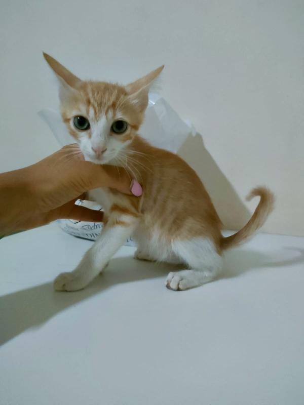 MANGO SPLENDIDO DOLCE GATTINO CERCA FAMIGLIA  Foto 8
