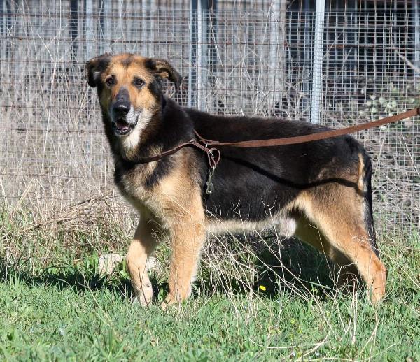 Perseo Meticcio Di Pastore 6 Anni, Aspetta Il Suo Riscatto 