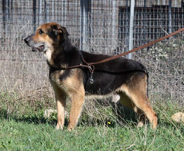 Perseo meticcio di pastore 6 anni, aspetta il suo riscatto  Foto 2
