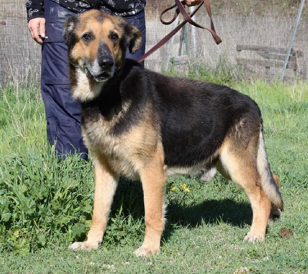 Perseo meticcio di pastore 6 anni, aspetta il suo riscatto  Foto 4