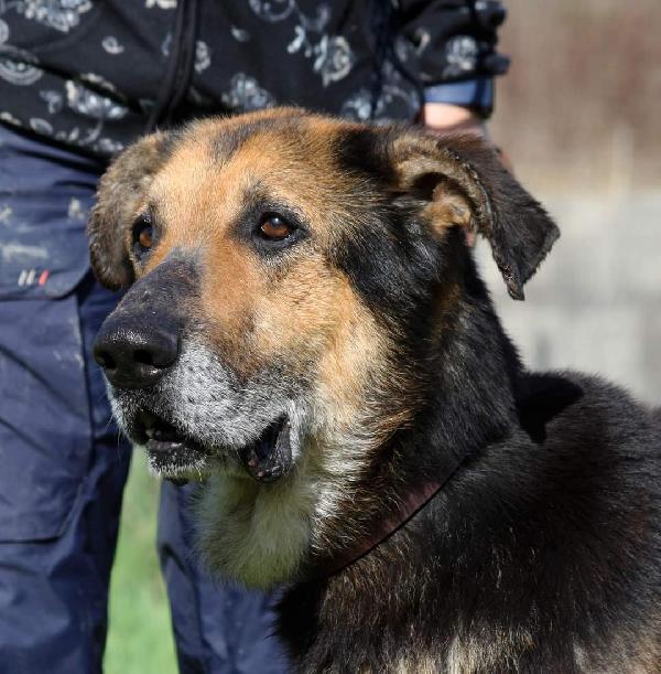 Perseo meticcio di pastore 6 anni, aspetta il suo riscatto  Foto 5