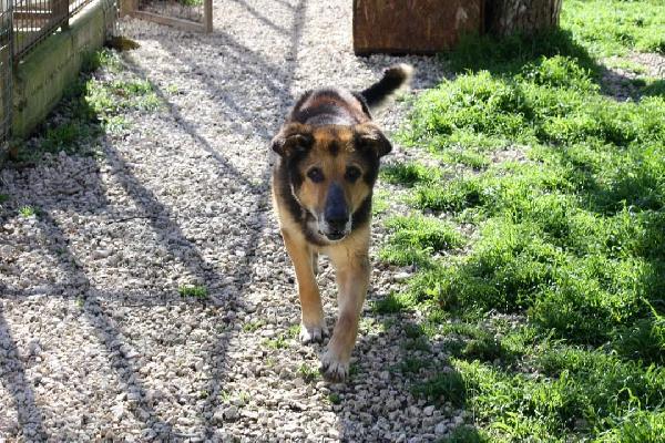 Perseo meticcio di pastore 6 anni, aspetta il suo riscatto  Foto 7