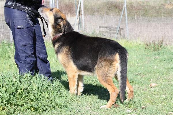 Perseo meticcio di pastore 6 anni, aspetta il suo riscatto  Foto 8