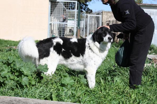 Dolce Panda ,Non Merita Di Morire In Un Box 