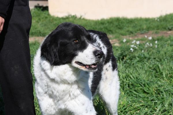 Dolce Panda ,non merita di morire in un box  Foto 2