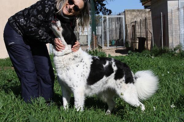 Dolce Panda ,non merita di morire in un box  Foto 3