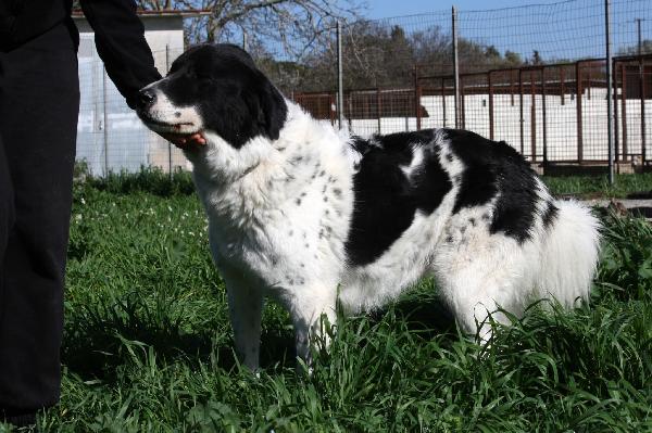 Dolce Panda ,non merita di morire in un box  Foto 4