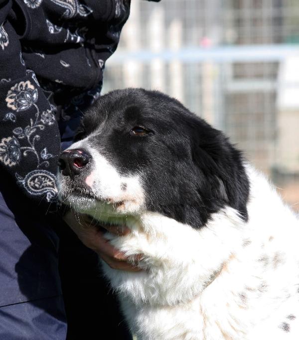 Dolce Panda ,non merita di morire in un box  Foto 5