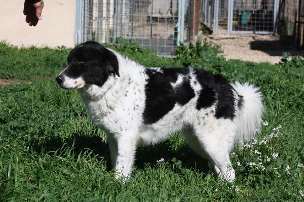 Dolce Panda ,non merita di morire in un box  Foto 6