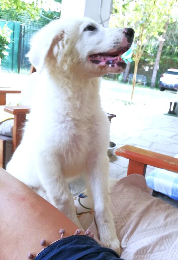 Leone Foto 6