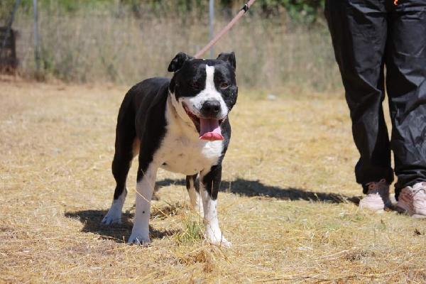 Thor American Staffordshire Terrier 4 Anni In Adozione 