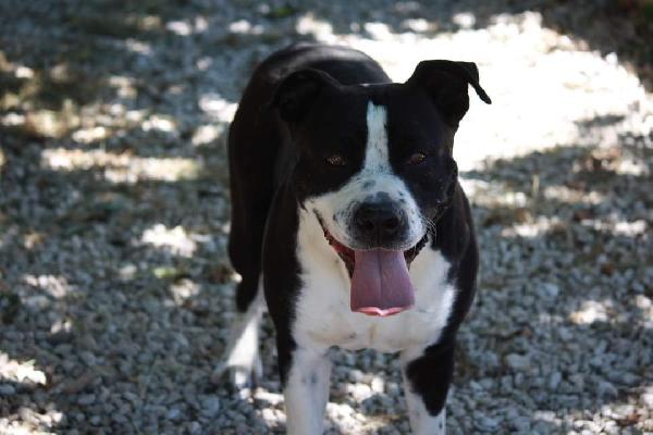 Thor american staffordshire terrier 4 anni in adozione  Foto 2