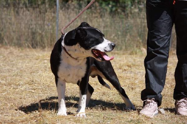 Thor american staffordshire terrier 4 anni in adozione  Foto 4