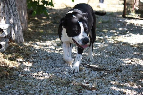 Thor american staffordshire terrier 4 anni in adozione  Foto 5