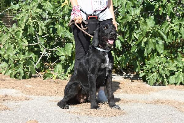 Astrid Splendida Drahthaar In Adozione 