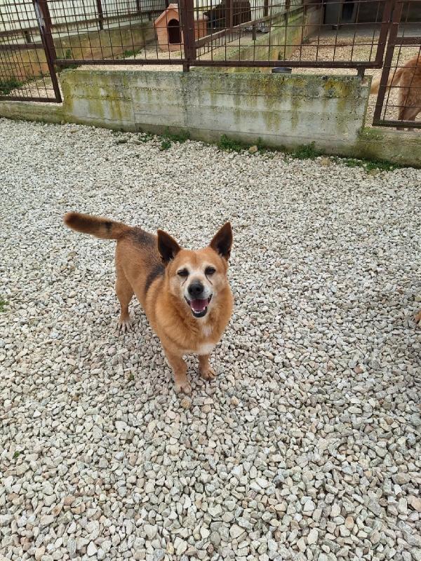 Pongo cagnetto di piccola taglia in adozione  Foto 3