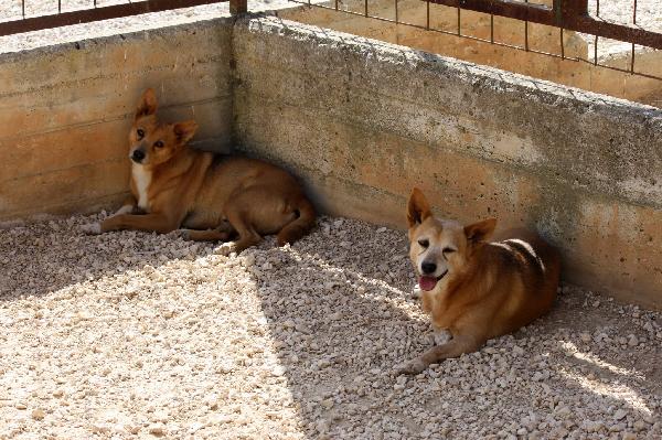 Pongo cagnetto di piccola taglia in adozione  Foto 4