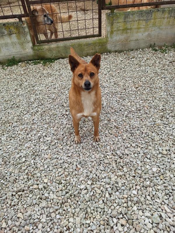Pingu Cagnolino Di Piccola Taglia In Adozione 