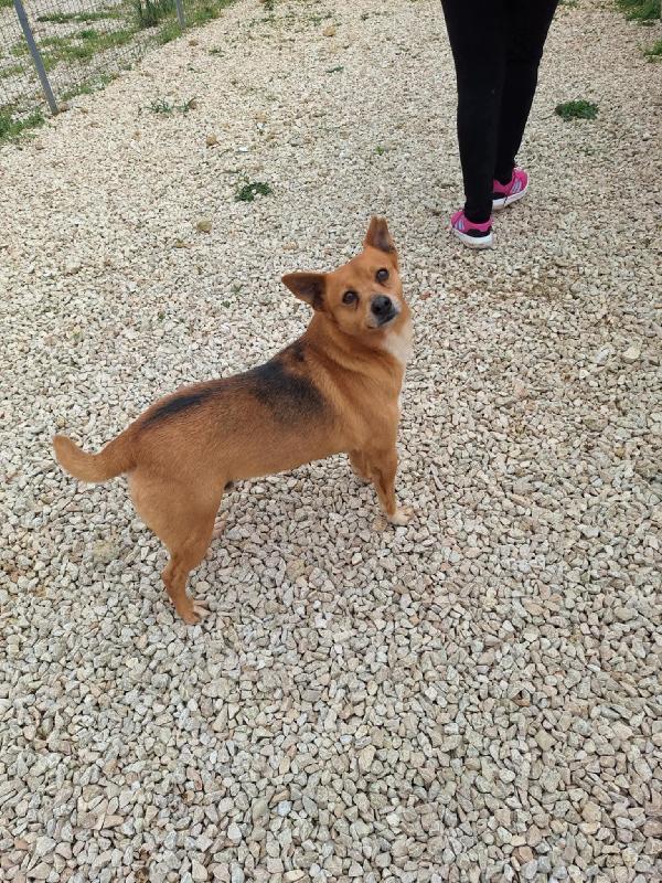 Pingu cagnolino di piccola taglia in adozione  Foto 2