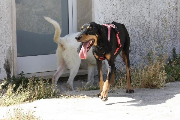 Bea Dolcissima Segugia In Adozione 