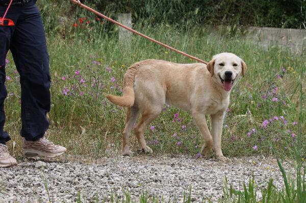 Goran Mix Labrador Dolcissimo In Adozione 