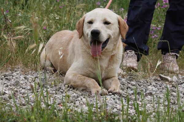Goran mix labrador dolcissimo in adozione  Foto 2