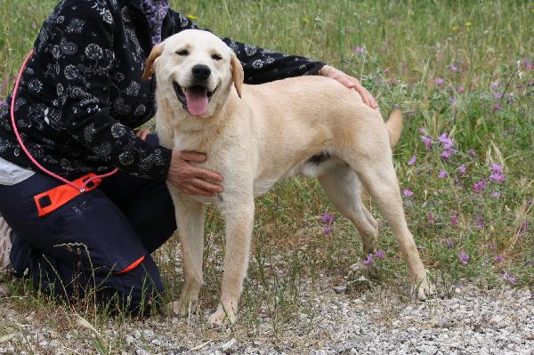 Goran mix labrador dolcissimo in adozione  Foto 4