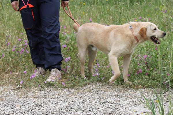 Goran mix labrador dolcissimo in adozione  Foto 5