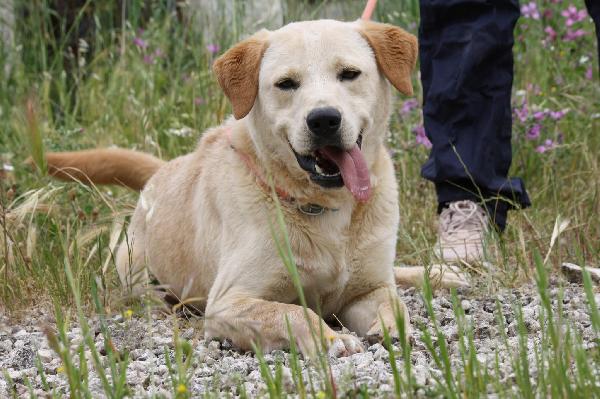 Goran mix labrador dolcissimo in adozione  Foto 7