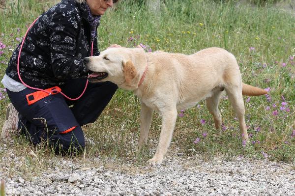 Goran mix labrador dolcissimo in adozione  Foto 8