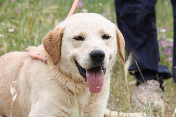 Goran mix labrador dolcissimo in adozione  Foto 9