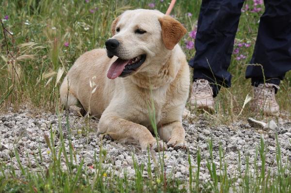 Goran mix labrador dolcissimo in adozione  Foto 10