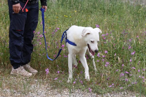 Nino un dolcetto con il pelo intorno  Foto 4