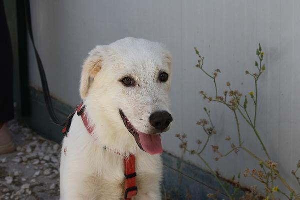 Diagho Mix Golden 4 Mesi In Adozione 