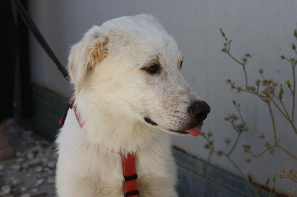 Diagho mix Golden 4 mesi in adozione  Foto 2