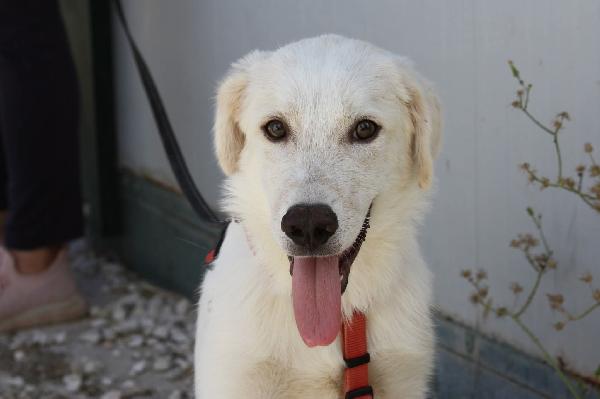Diagho mix Golden 4 mesi in adozione  Foto 3
