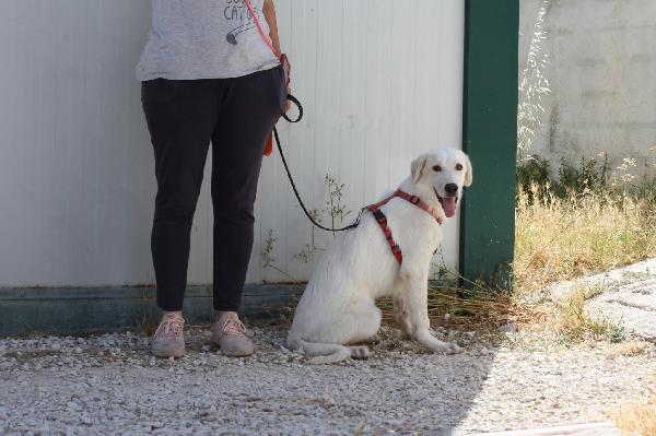 Diagho mix Golden 4 mesi in adozione  Foto 4