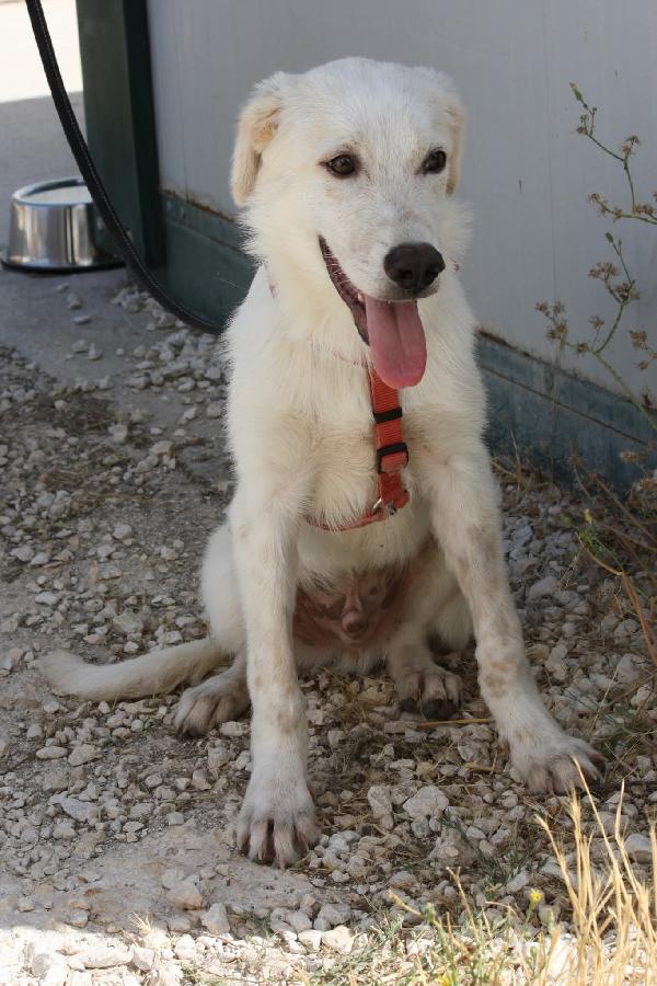 Diagho mix Golden 4 mesi in adozione  Foto 5