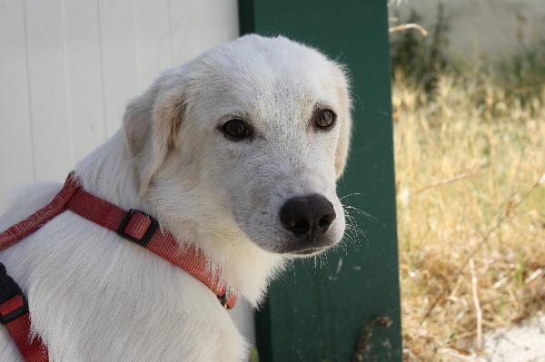 Diagho mix Golden 4 mesi in adozione  Foto 6