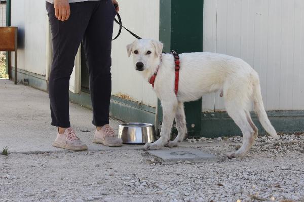 Diagho mix Golden 4 mesi in adozione  Foto 7