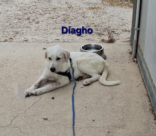 Diagho mix Golden 4 mesi in adozione  Foto 8