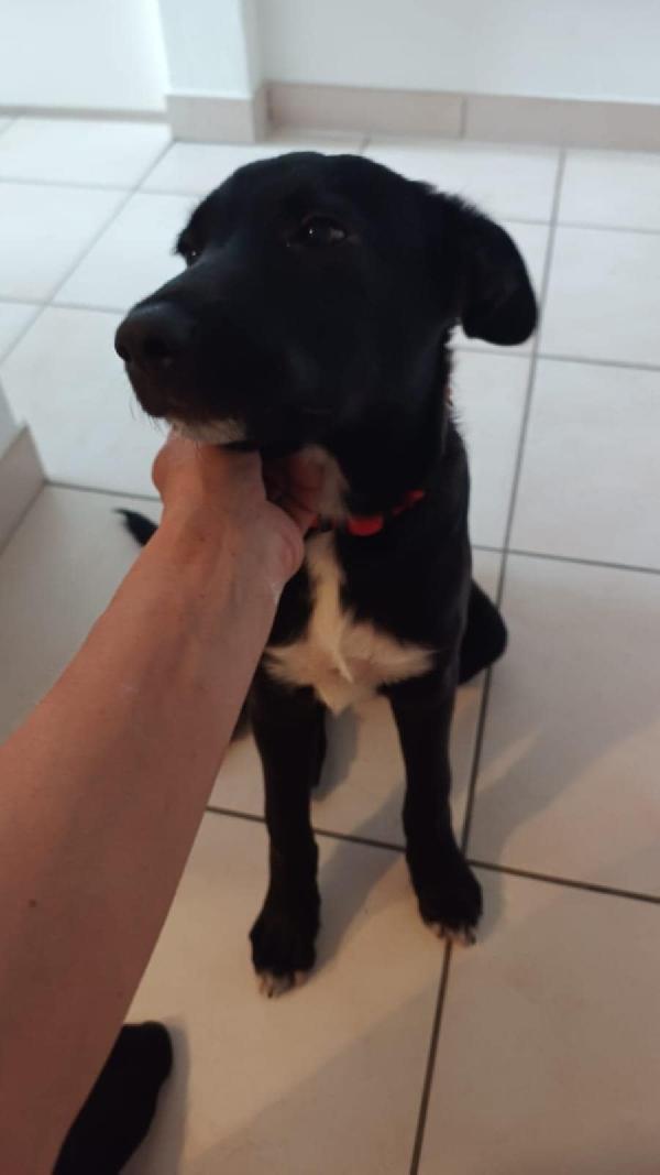 Totò cuccioletto di 4 mesi in adozione  Foto 2